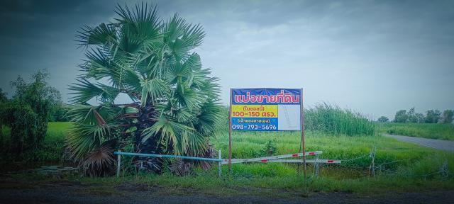 ขายที่ดินเปล่าพระอาจารย์ องครักษ์ นครนายก 8แปลง 100-150ตรว