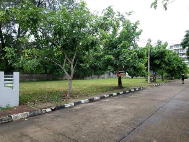 ขายที่ดินโครงการ VIP ชะอำ จ. เพชรบุรี 104 ตรว.