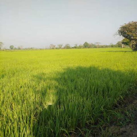 ขายที่ดิน ทำเลดี  ตำบลป่าสัก อำเภอเชียงแสน จังหวัดเชียงราย (เจ้าของขายเอง)