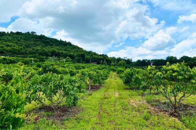 ขายที่ดินพร้อมสวนติดเชิงเขา ราคาถูก  ทำเลทอง อำเภอสอยดาว จังหวัดจันทบุรี (เจ้าของขายเอง)