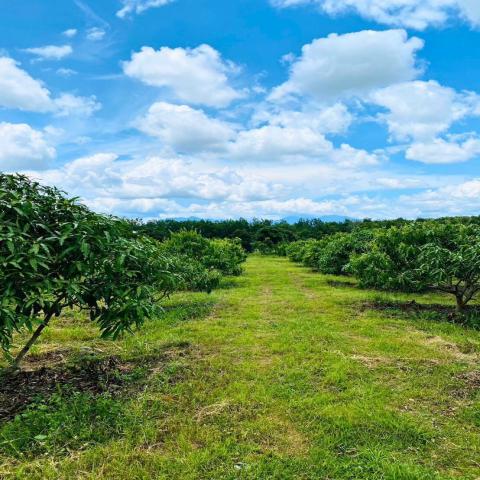ขายที่ดินพร้อมสวนติดเชิงเขา ราคาถูก  ทำเลทอง อำเภอสอยดาว จังหวัดจันทบุรี (เจ้าของขายเอง)
