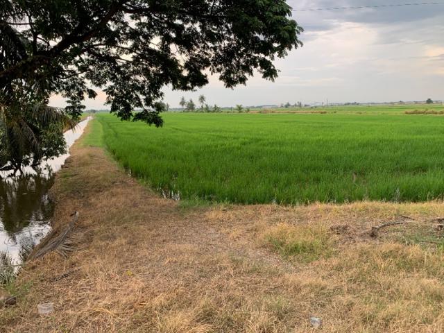 ขายที่ดิน ทำเลดี คลอง 8 ฝั่งตะวันออก อำเภอลำลูกกา จังหวัดปทุมธานี (เจ้าของขายเอง)