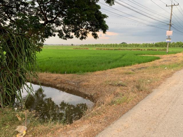 ขายที่ดิน ทำเลดี คลอง 8 ฝั่งตะวันออก อำเภอลำลูกกา จังหวัดปทุมธานี (เจ้าของขายเอง)