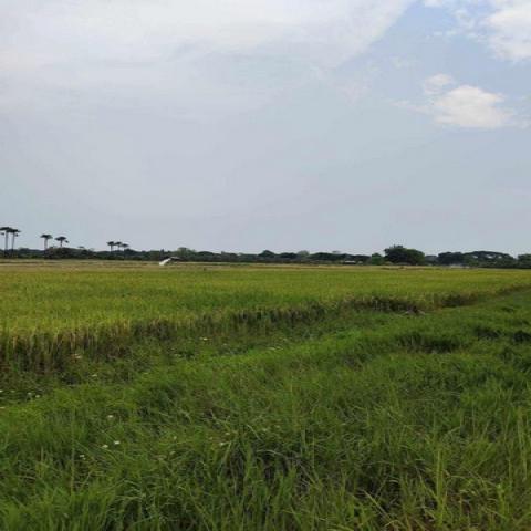 ที่ดินสวยๆ วิวดี เหมาะสร้างบ้านขาย ขุนคง หางดง     