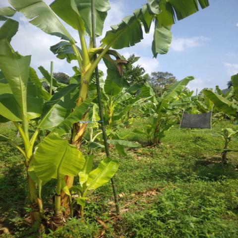 ขายที่ดินทำเลดี วิวภูเขาล้อมรอบ  เริ่มต้น 10+ไร่ ต.กลัดหลวง อ.ท่ายาง จ.เพชรบุรี 