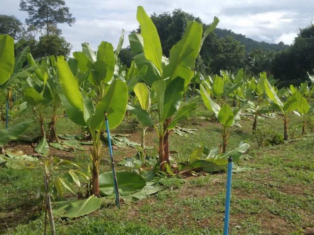 ขายที่ดินทำเลดี วิวภูเขาล้อมรอบ  เริ่มต้น 10+ไร่ ต.กลัดหลวง อ.ท่ายาง จ.เพชรบุรี 