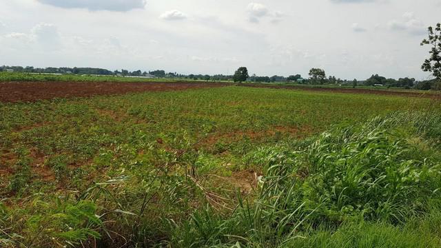 ขายที่ดิน 4 ไร่ ตำบลวังม่วง อำเภอวังม่วง จังหวัดสระบุรี เหมาะปลูกบ้าน พร้อมสวน