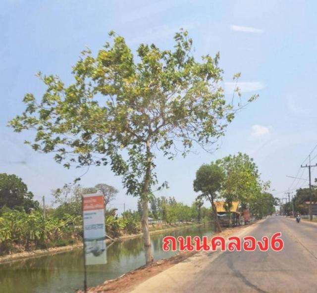 ขายที่ดินแปลงสวย150.50 ตารางวา ใน ตำบลคลองหก อำเภอคลองหลวง  จังหวัดปทุมธานี