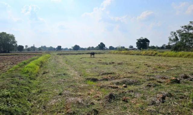 ขายที่ดิน บ้านหนองหว้า โนนศิลาใกล้ถนนมิตรภาพ โนนศิลา จ.ขอนแก่น
